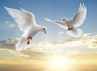 two dove
