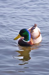 Wild Duck