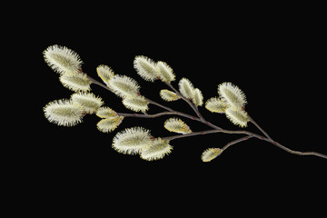 Spring branch of pussy willow © Iuliia KOVALOVA