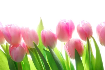 Crédence de cuisine en verre imprimé Macro tulipes roses