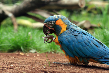 Parrot