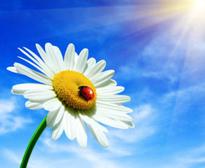 spring flower © Maksym Dykha