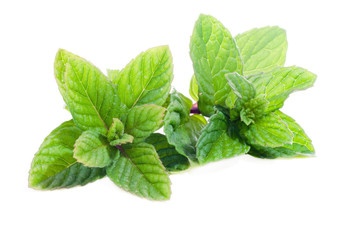spearmint