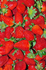 Garden Strawberry 3
