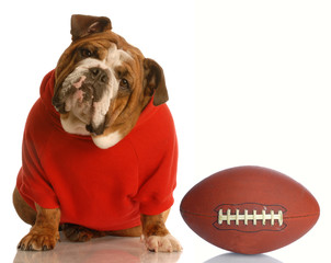 adorable bulldog wearing sweatsuit with football