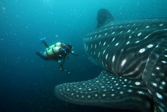 scuba diver approaching whale shark in galapagos islands