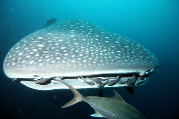 Approaching head of whale shark
