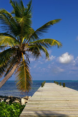 palm tree and dock leading into turquoise water