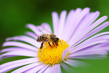 bee