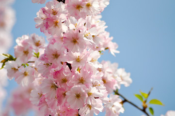 Blütezeit. Frühling