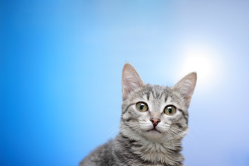 Naklejka na ściany i meble Tabby-cat portrait