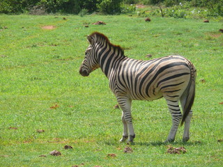 Steppenzebra in Südafrika