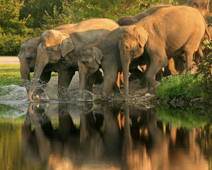 Late Afternoon Swim