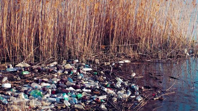 Polluted river with pet
