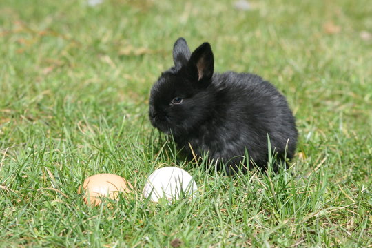 hasi