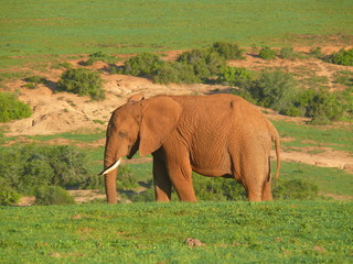Fototapeta na wymiar Słonia w Afryce Południowej