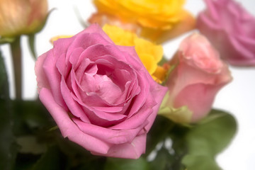 Pastel roses