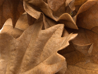 Obraz na płótnie Canvas Oak Leaves