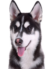 Siberian husky dog isolated on a white background