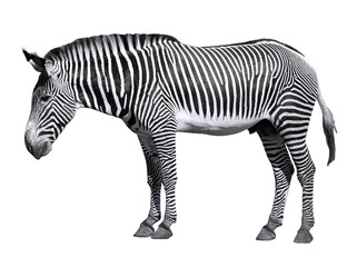 Fototapeta na wymiar Kadrowanie Zebra Grevy'ego