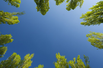 Alberi verso il cielo