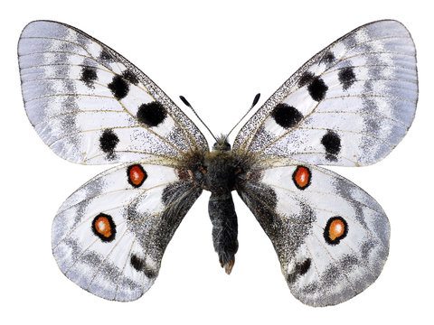 D&eacute;tourage d'un papillon apollon