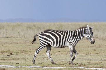 Fototapeta na wymiar Common Zebra