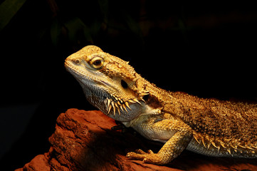 bartagame