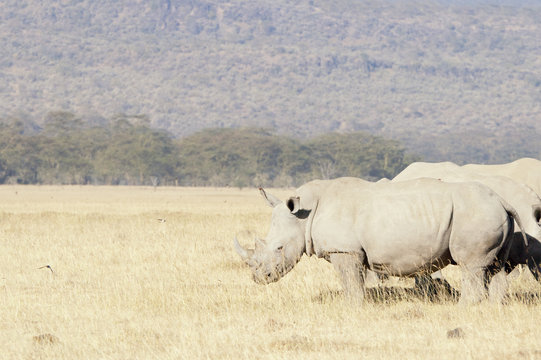 Group of Southern White Rhinos