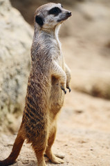 Fototapeta premium Erdhörnchen