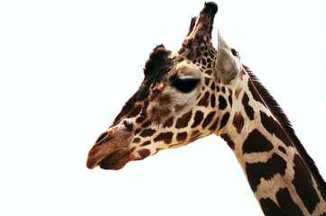 girafe