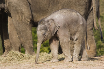 Female asian baby elephant