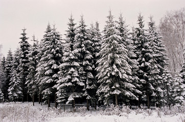 Fir stand at winter