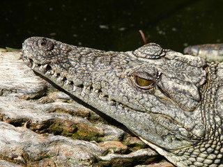 Nilkrokodil zeigt Zähne