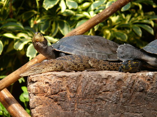 Krokodil und Schildkröte