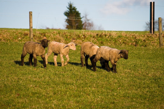 trottende Schafe