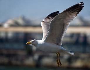 Seagull's flight