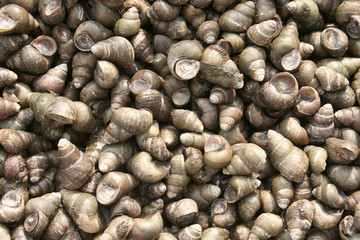 freshwater Whelk