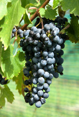 Grapes