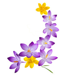 Crocus flowers