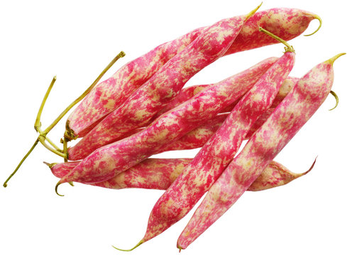 Cranberry Beans