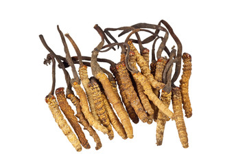 Traditional Chinese Medicine - Cordyceps sinensis