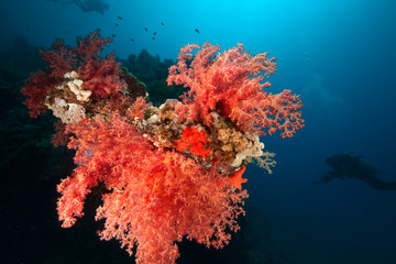 Fototapeta na wymiar coral on the Dunraven