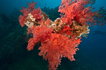 coral on the Dunraven
