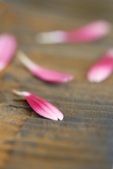 Obraz na płótnie Canvas Blütenblätter pink
