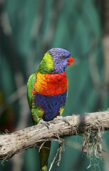 lorikeet bird on a branch