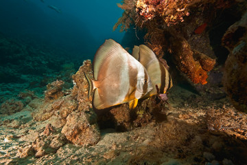 spadefish on the Dunraven