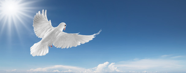 white dove in the sky - obrazy, fototapety, plakaty