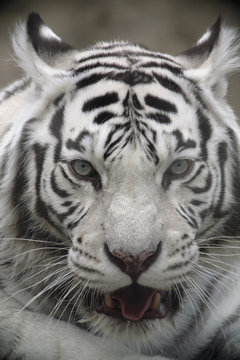 White Tiger Portrait Close Up
