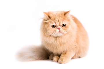 persian cat